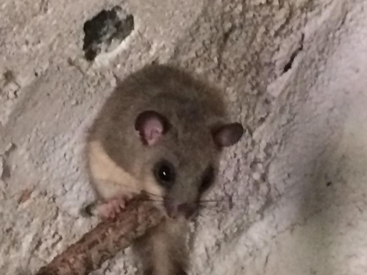 לינה וארוחת בוקר לבנטו Il Ghiro מראה חיצוני תמונה